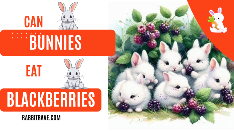 Can bunnies eat blackberries