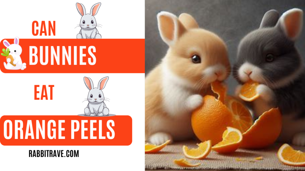 can rabbits eat orange peels