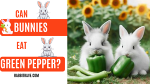 Can rabbits eat green peppers