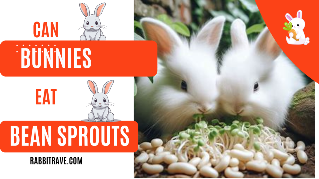 can rabbits eat bean sprouts