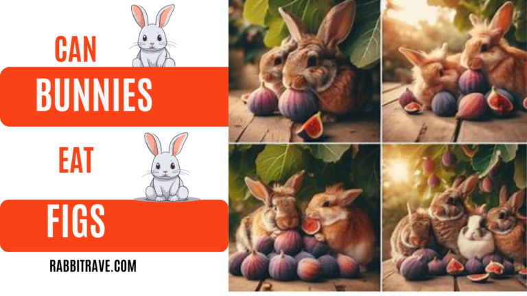 can rabbits eat figs