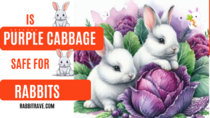 Can Rabbits Eat Purple Cabbage?