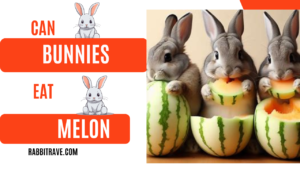 can rabbits eat honeydew melon