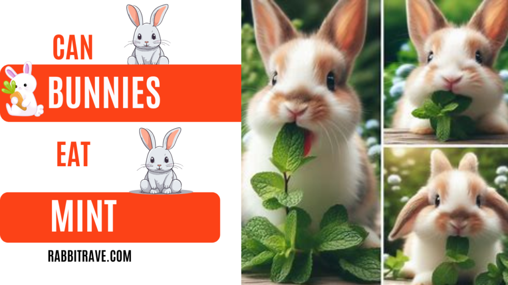 can rabbits eat mint