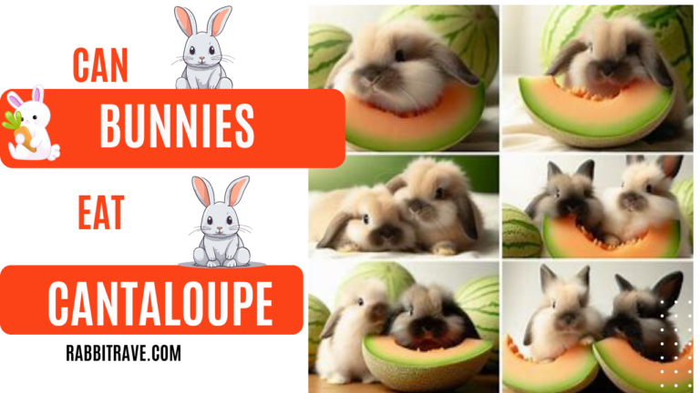 can rabbits eat cantaloupe