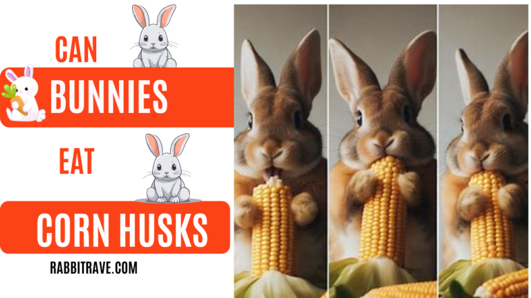 Can bunnies eat corn husk