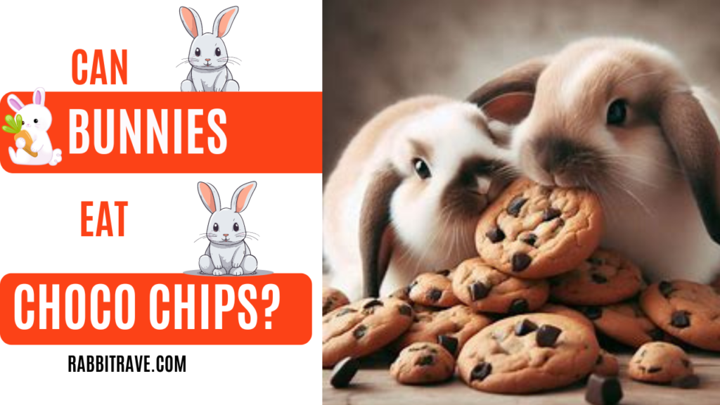 Can rabbits eat chocolate chip cookies?