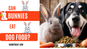 can bunnies eat dog food